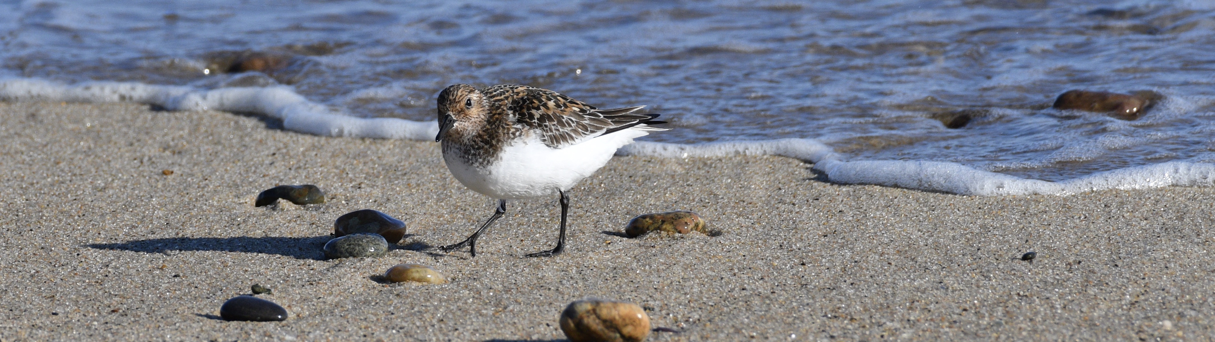 Sandpipers and Plovers – On The Road 